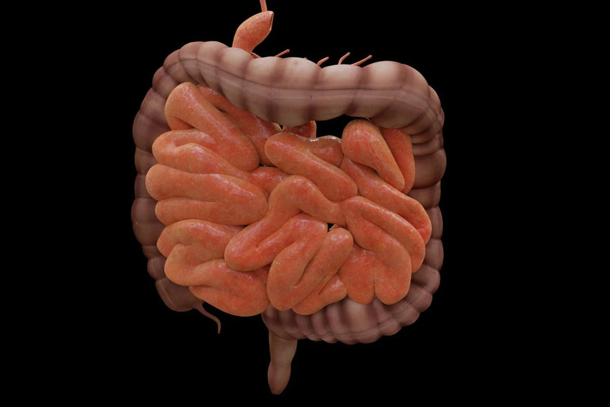Leaky Gut Syndrom: Hilfreiche Ansätze außerhalb der Schulmedizin