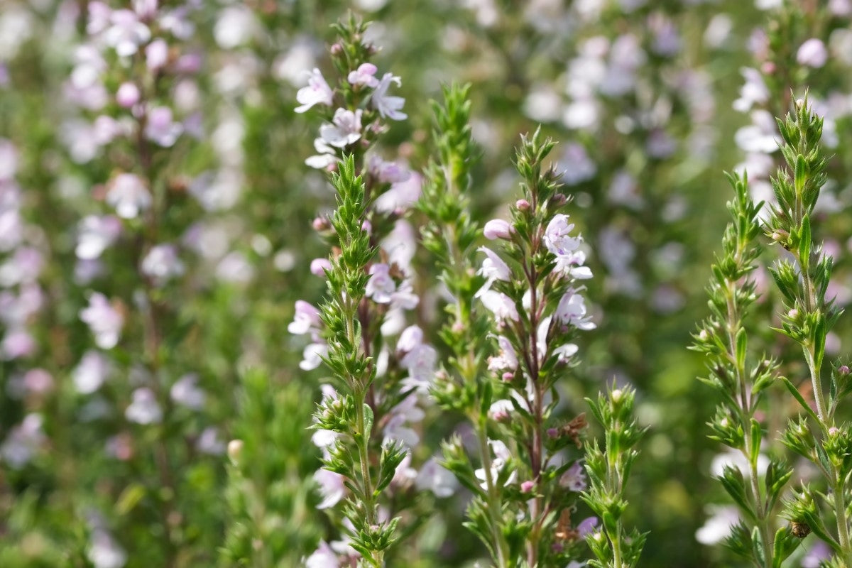 Alles zum Bohnenkraut