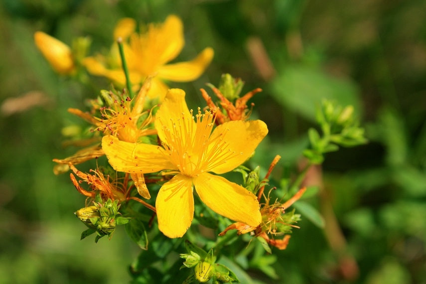 Echtes Johanniskraut