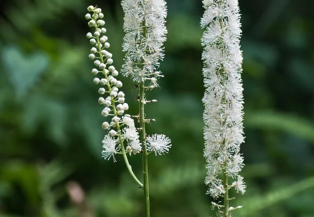 Alles über die Traubensilberkerze