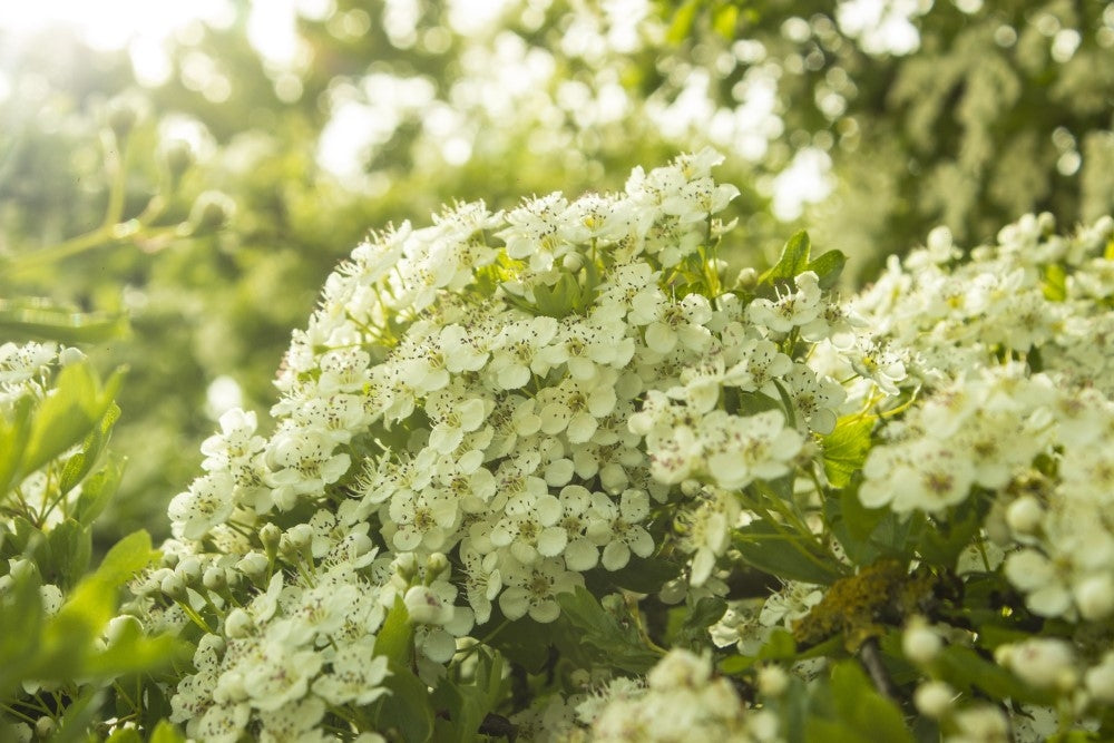 Alles über den Zweigriffeligen Weißdorn