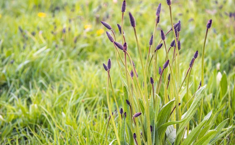 Alles über den Spitzwegerich