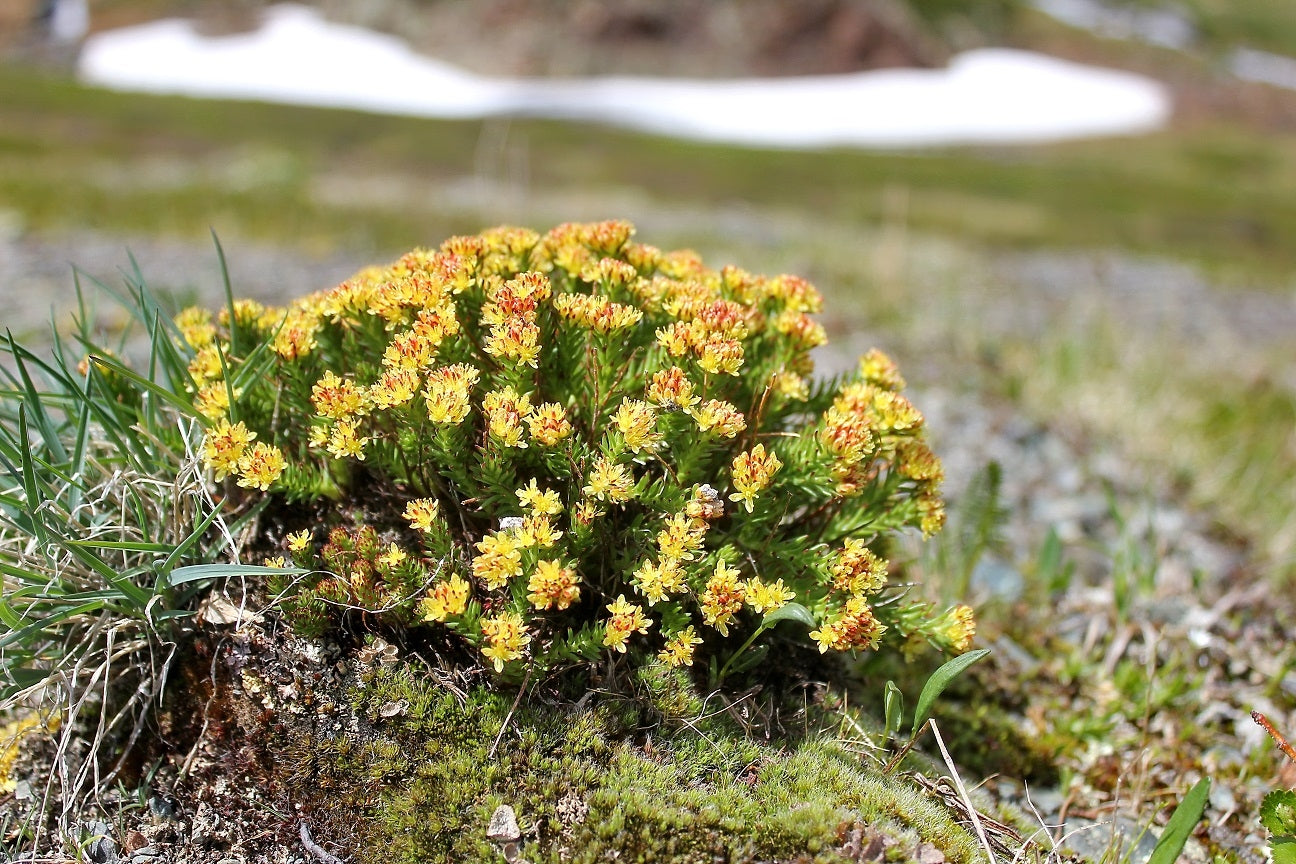 Alles über Rosenwurz