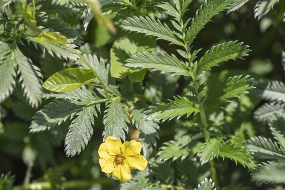 Alles über Gänsefingerkraut