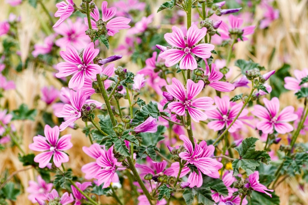 Alles über die Wilde Malve