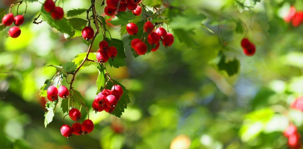 Alles über Weißdorne