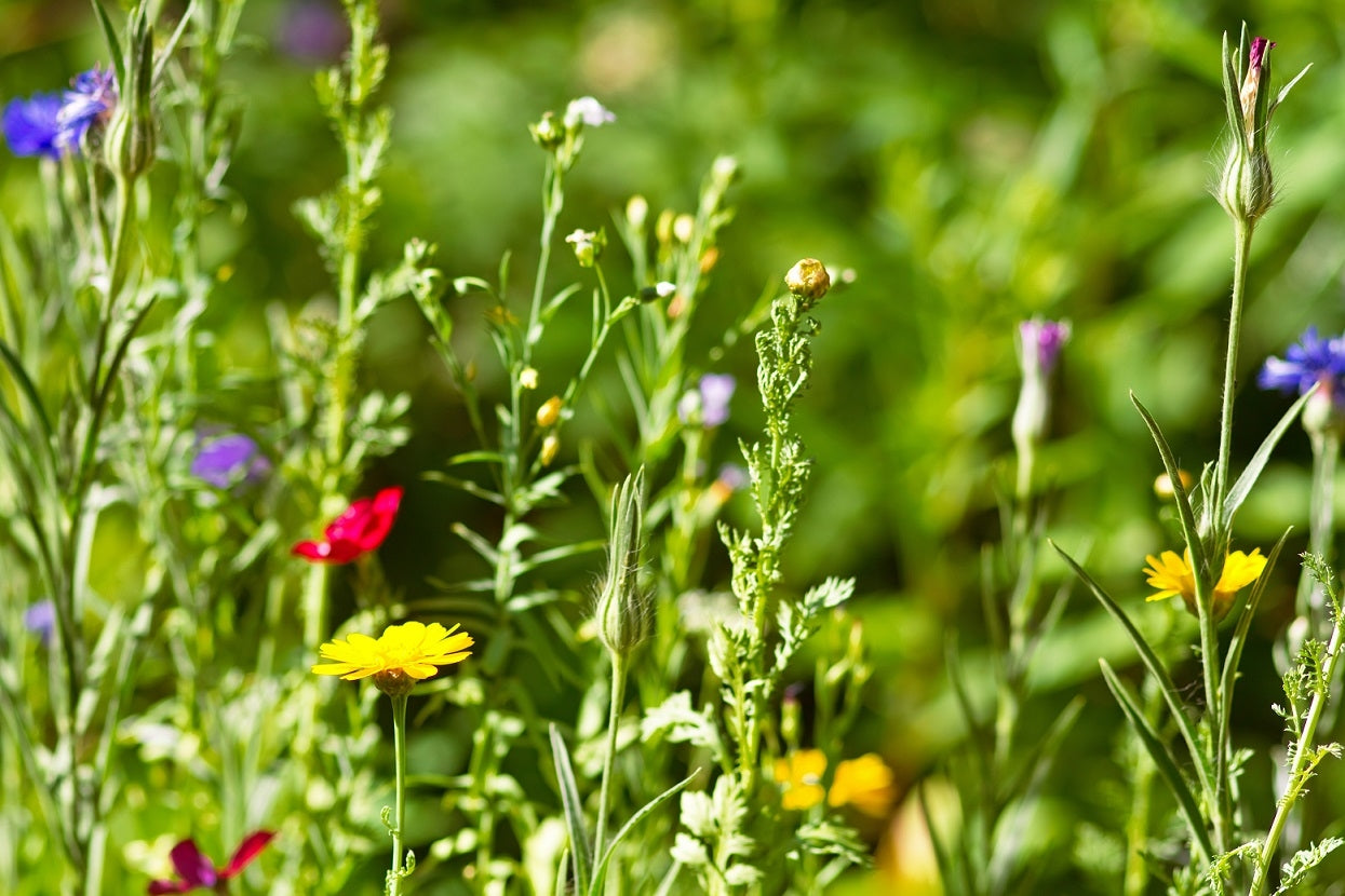 Wildkräuter-Lexikon