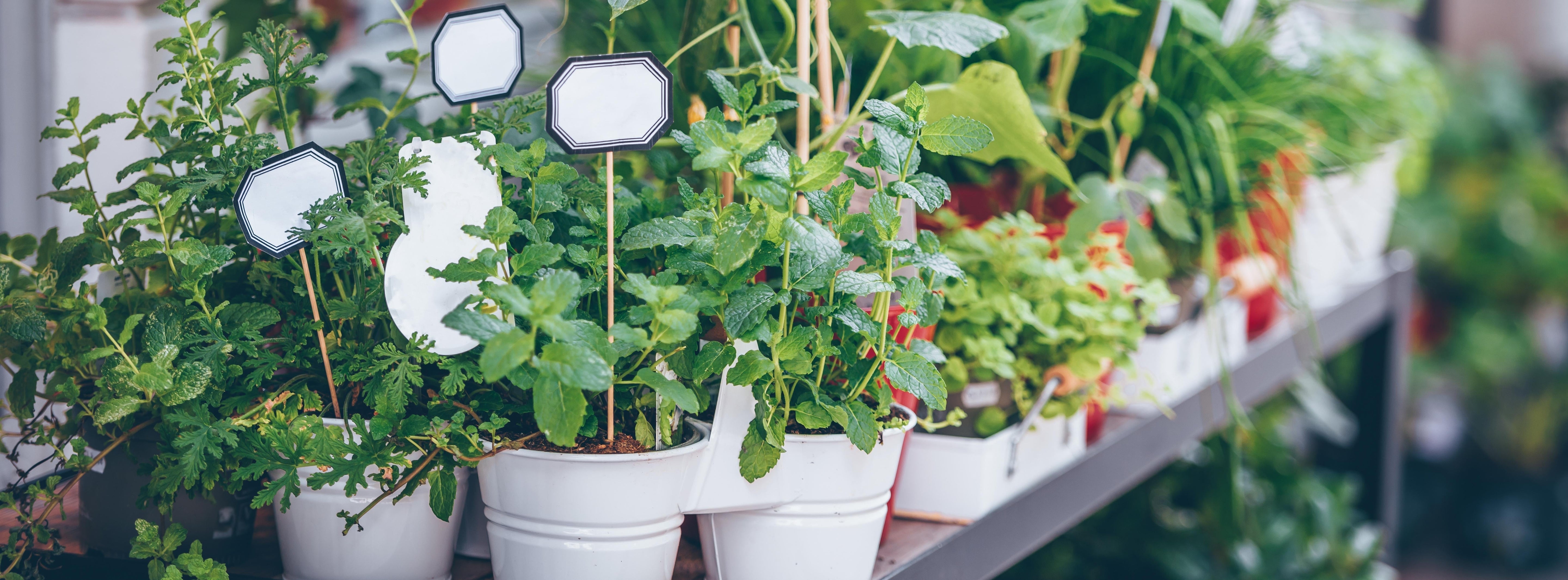 Alles über: Kräuterpflanzen kaufen