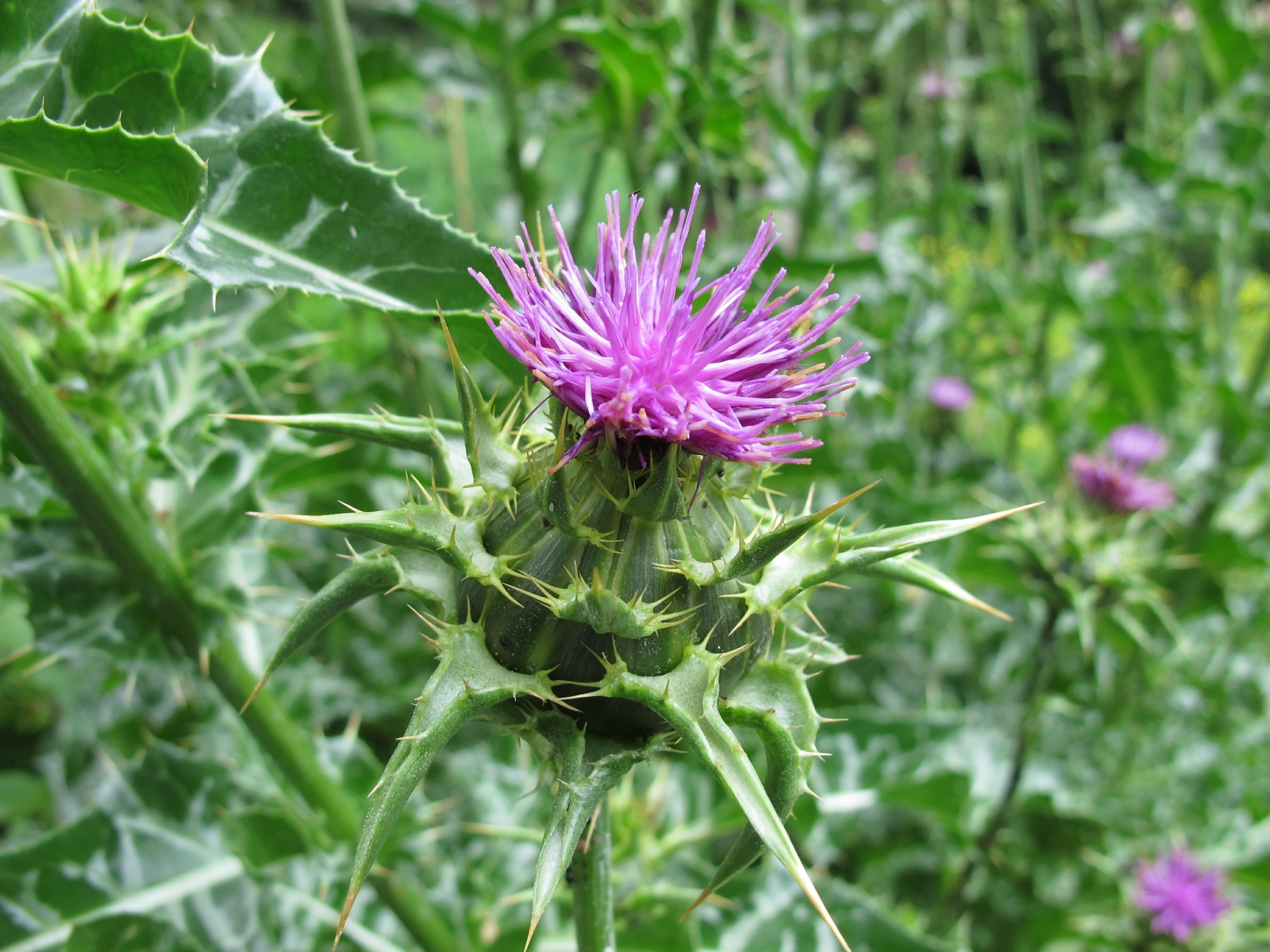 Mariendistel
