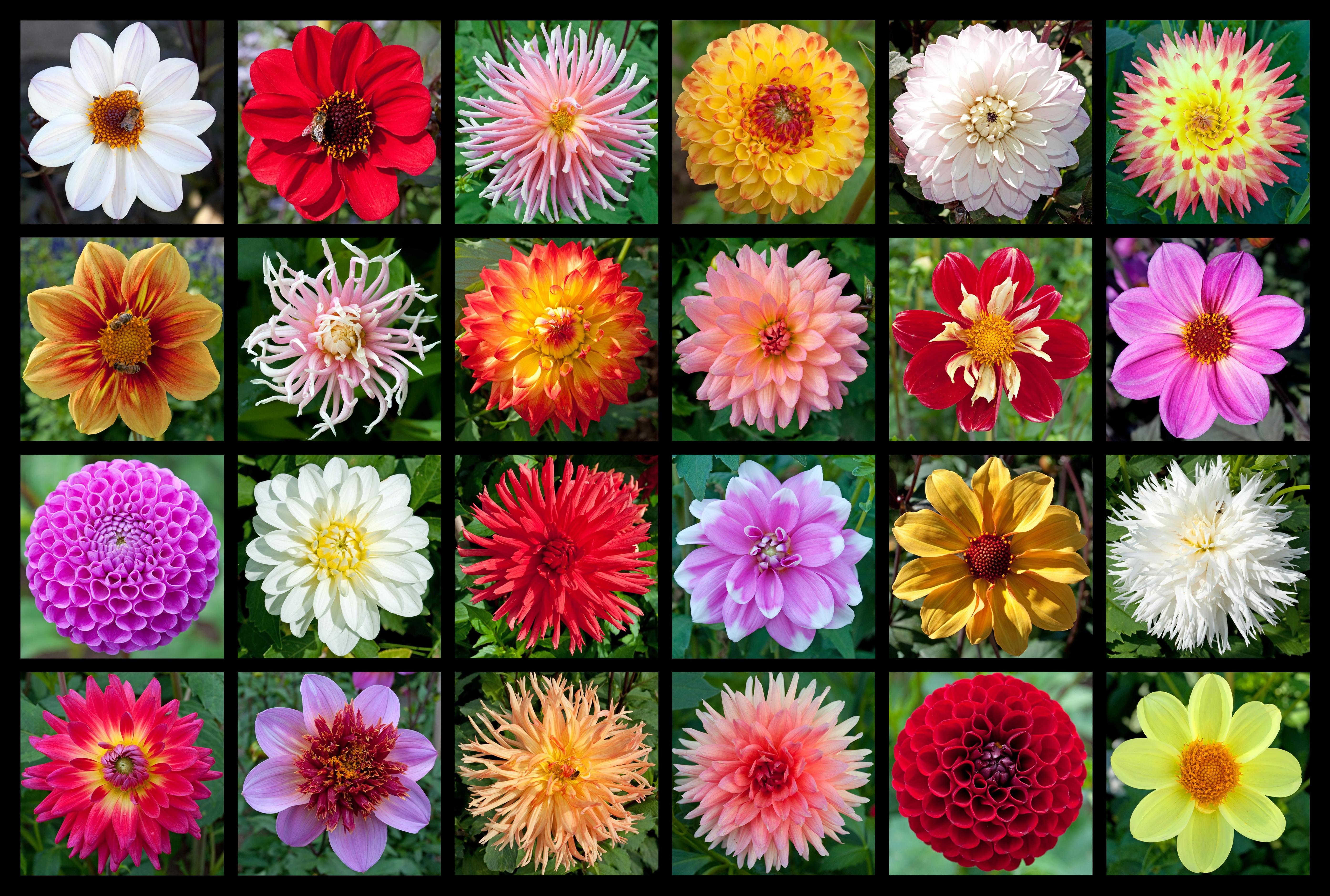 Alles über Korbblütler