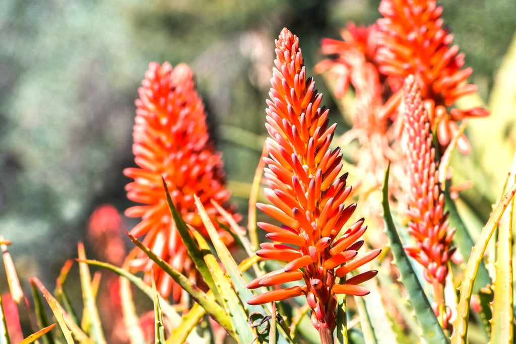 Echte Aloe (Aloe vera)  Kruterkunde Lexikon