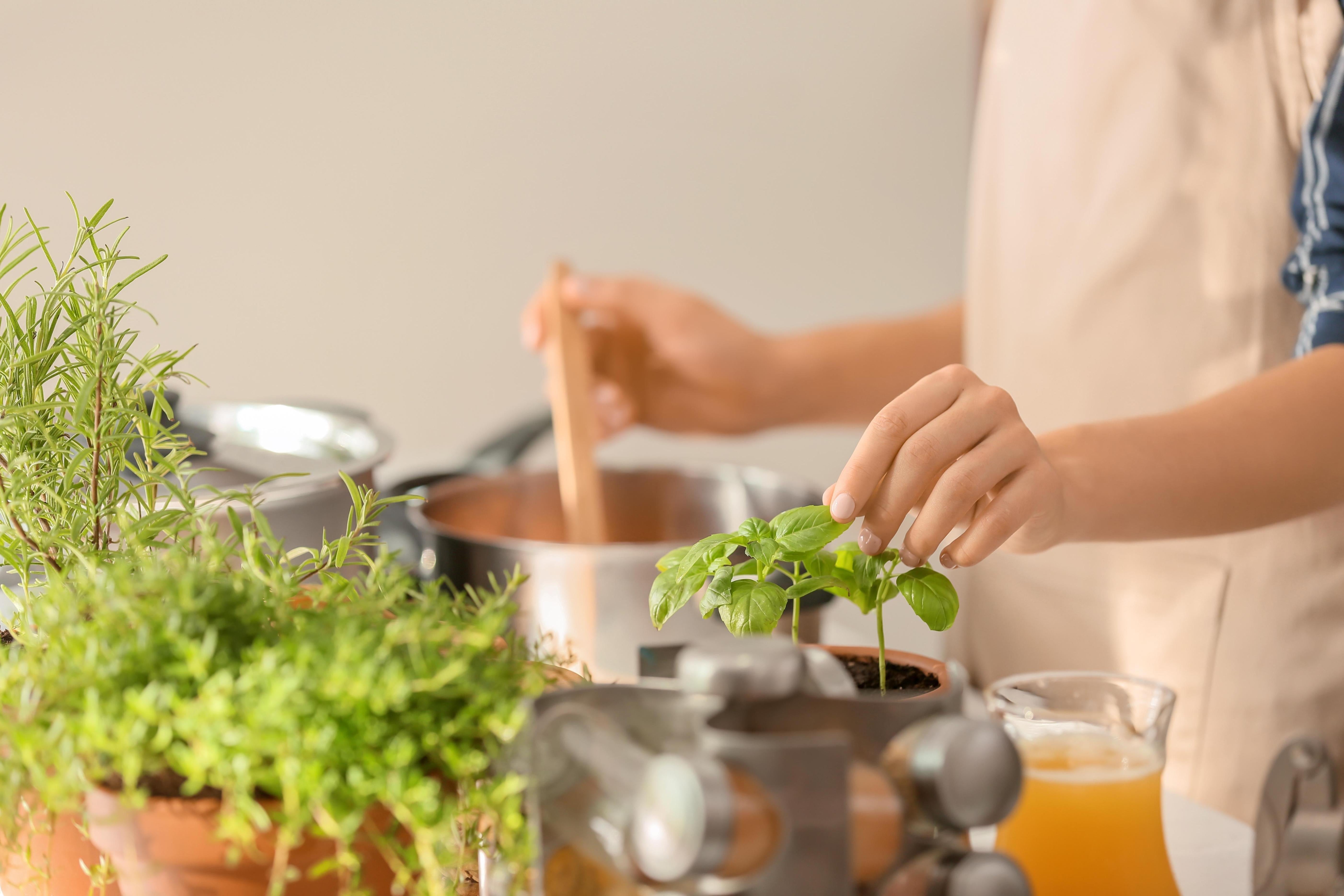 Kräutergarten Küche in der Klostermedizin
