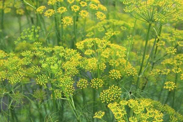 Alles über Fenchel