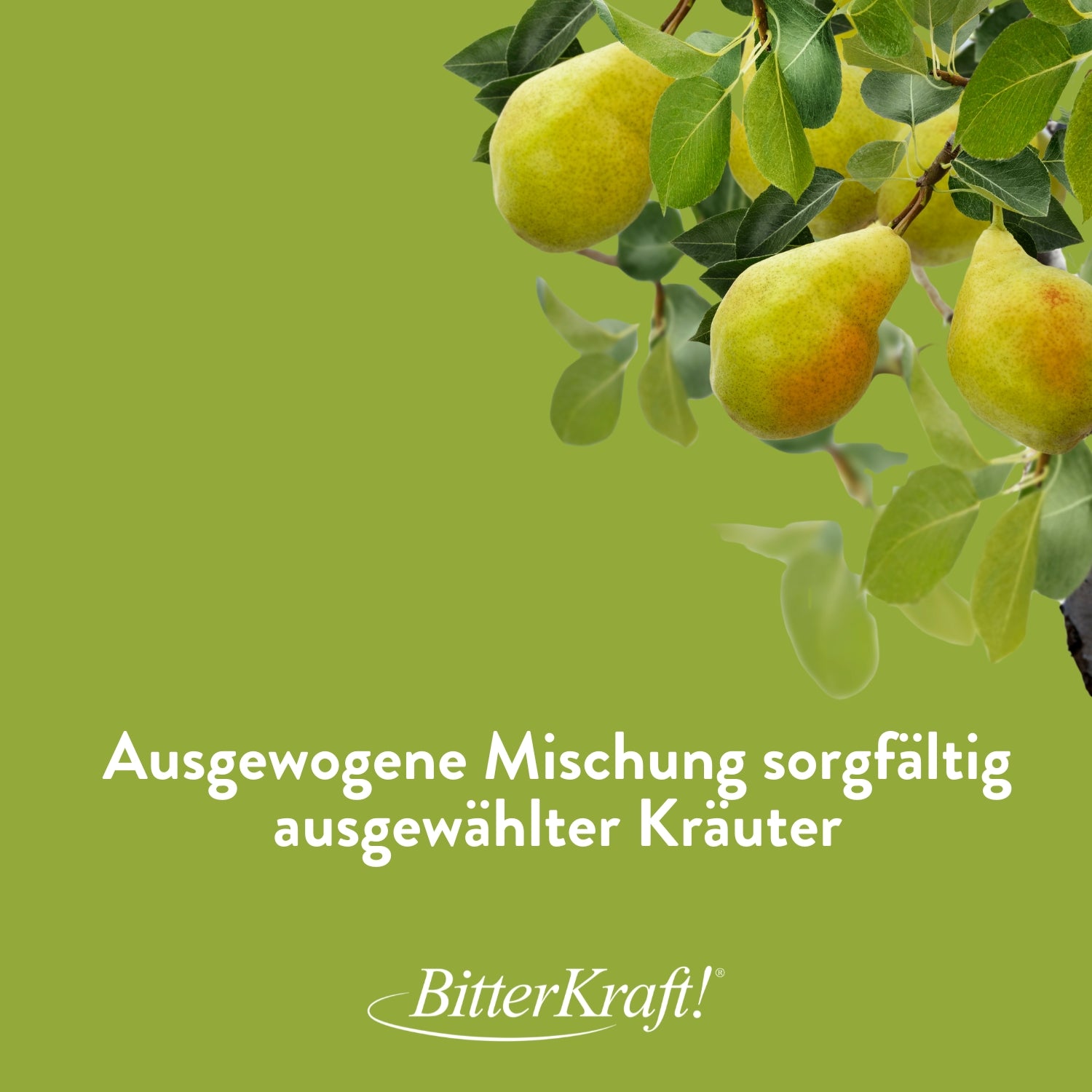 Bärwurz Birnenhonig Mischpulver