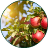 Apfel