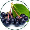 Aronia