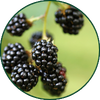 Brombeere