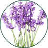 Lavendel