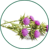 Mariendistel