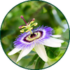 Passionsblume