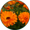 Calendula