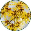 Hamamelis
